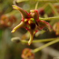 Sterculia balanghas L.